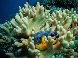 hiding by Marc Van Den Broeck 